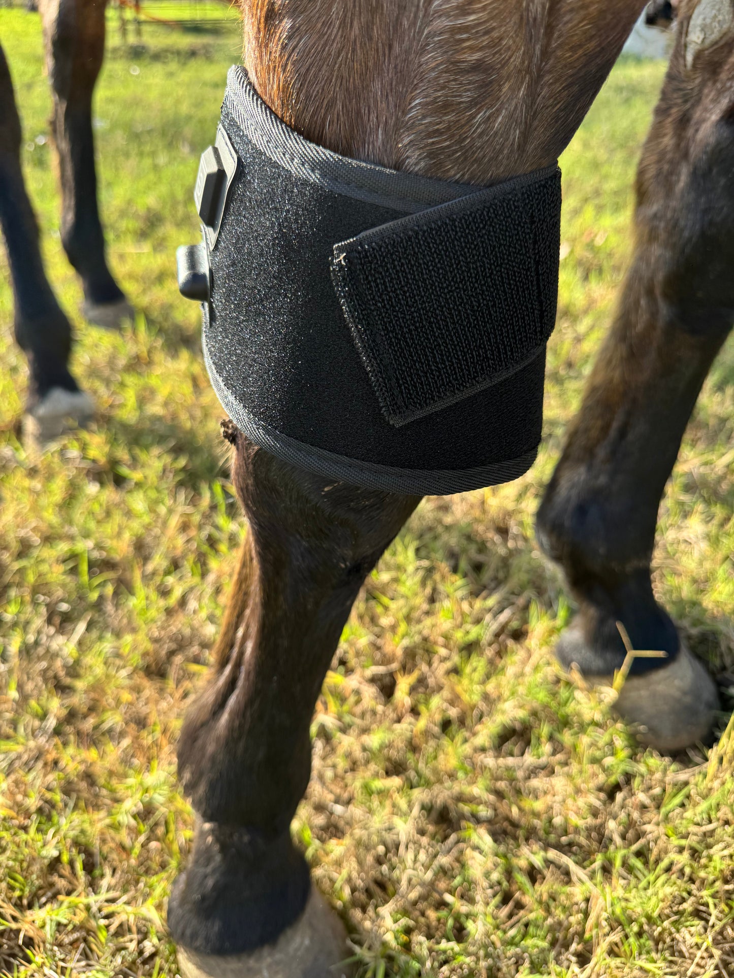 Red Light Therapy Hoof/Knee Wrap