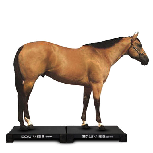 EquiVibe 3036 (2 pieces)