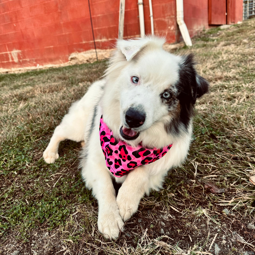 Rocket Doggie Pink Cheetah Bandana