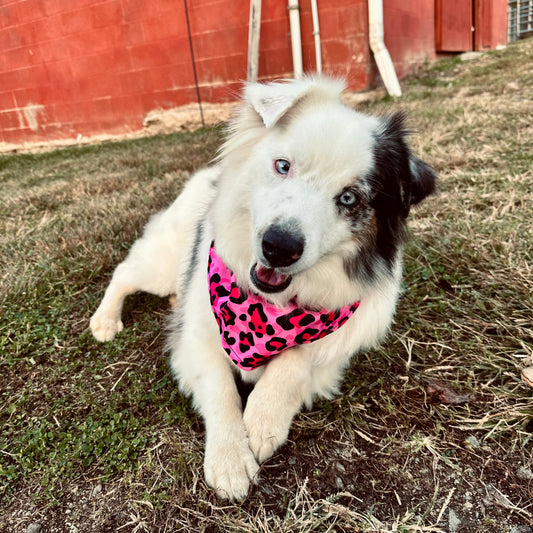 Rocket Doggie Pink Cheetah Bandana