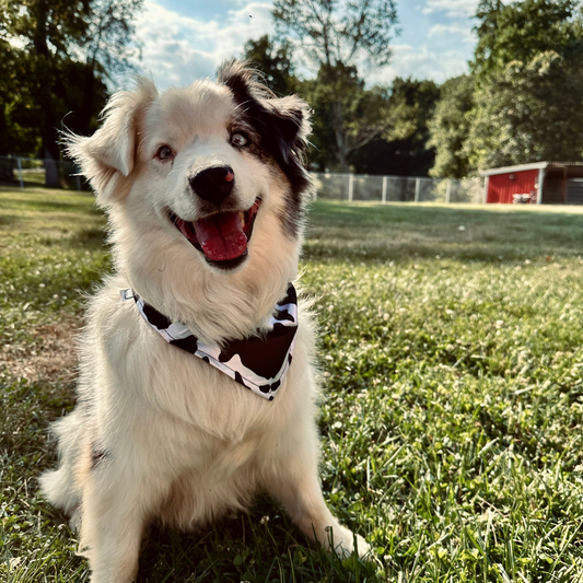 Rocket Doggie Cow Print Bandana